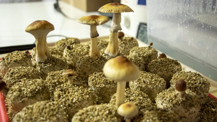 Psilocybin mushroom cultivation, May 29, 2019. (Kevin J. Beaty/Denverite) Psilocybin mushroom cultivation, May 29, 2019. (Kevin J. Beaty/Denverite)